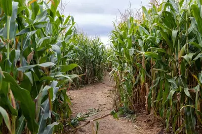 corn maze