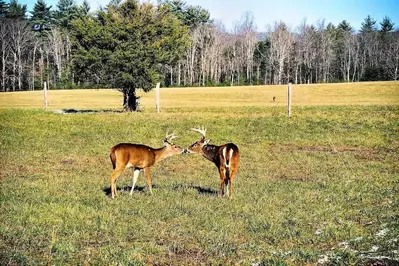 deer cades cove 