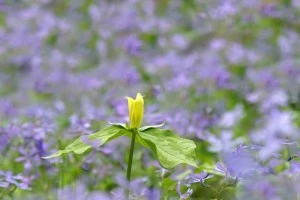 Spring wildflowers in Pigeon Forge TN.