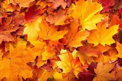 Red, yellow and orange fall leaves in a pile