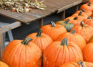 Pumpkins on display