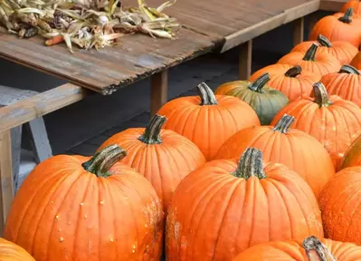 Pumpkins on display