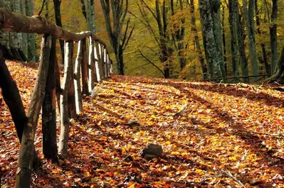 Fall leaves on the ground of the Great Smoky Mountains National Park