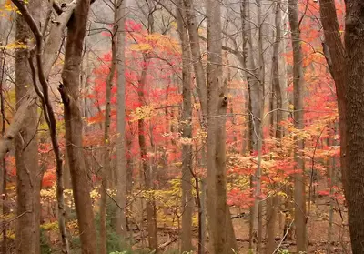 Fall trees in the Smoky Mountains