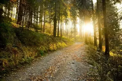 Hiking trail in the woods