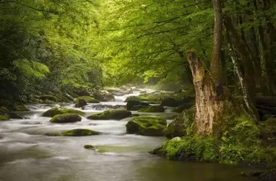 Roaring Fork in the Smoky Mountains